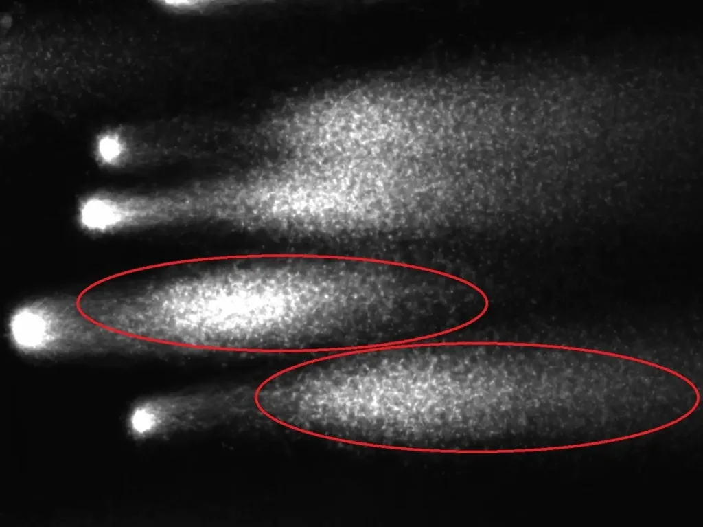 顕微授精で繰り返し不成功の方の選別後精子のDNA画像：当クリニック選別後でもDNAが粉々の状態